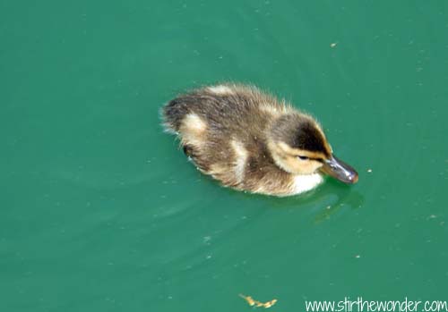 Isn't this Mallard Duckling adorable?