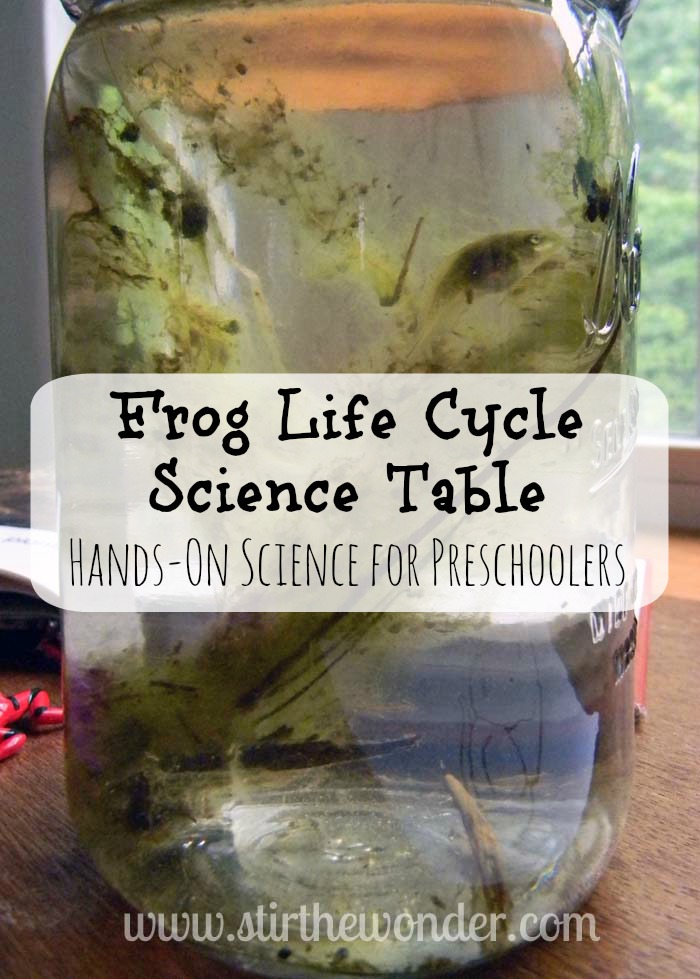 Frog Life Cycle Science Table | Stir the Wonder #kbn #preschoolscience #handsonlearning