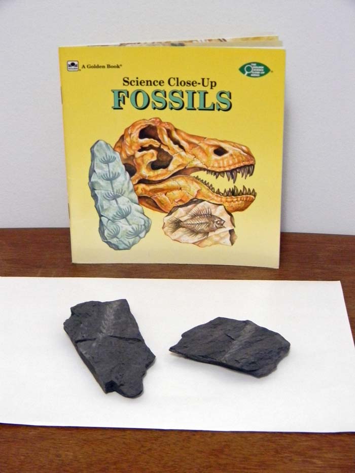 Fossils1