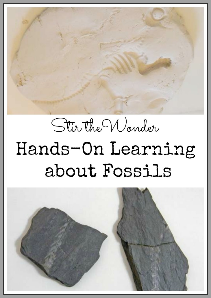 Hands-On Learning about Fossils | Stir the Wonder #preschool #preschoolscience #science #kbn