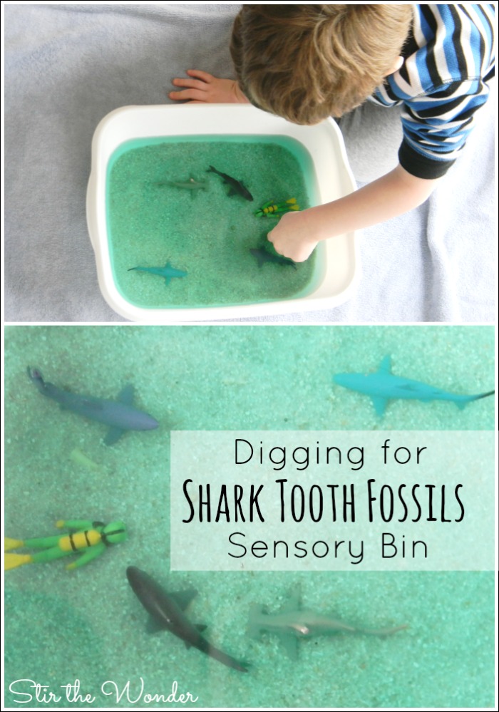 Digging for Shark Tooth Fossils is a fun, hands-on way to learn about sharks and shark teeth! 