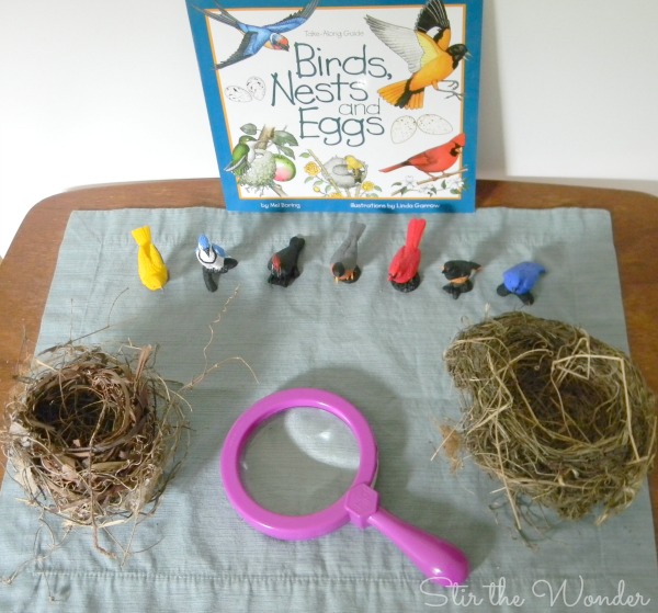 Birds, Nests and Eggs Nature Table