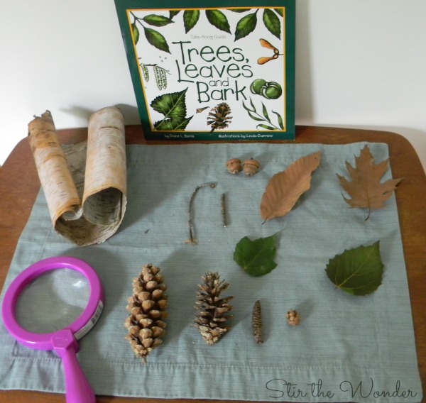 Trees, Leaves and Bark Nature Table