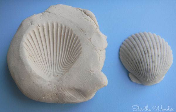 Shell imprint on Clay