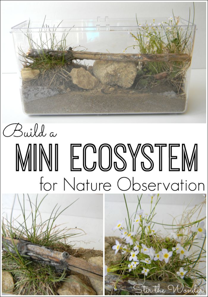 Build a Mini Ecosystem and allow your kids to safely observe bugs, reptiles and amphibians found in nature!