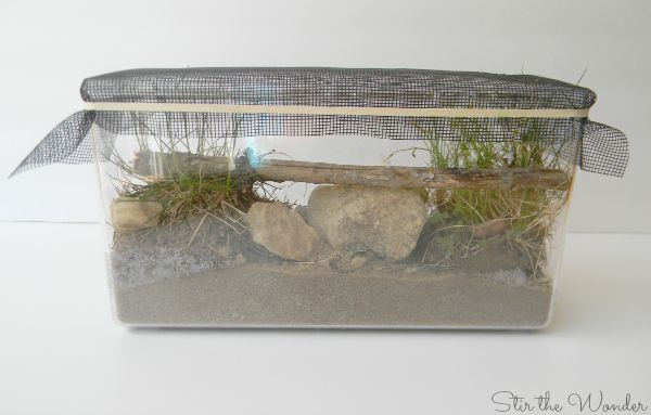 Mini Ecosystem for Nature Observation with Kids