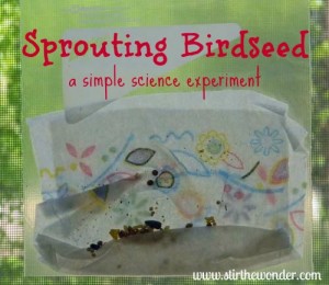 Sprouting Birdseed: a simple science experiment | Stir the Wonder #saturdayscience #preschool