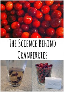 The Science Behind Cranberries | Stir the Wonder #science #preschool #thanksgiving