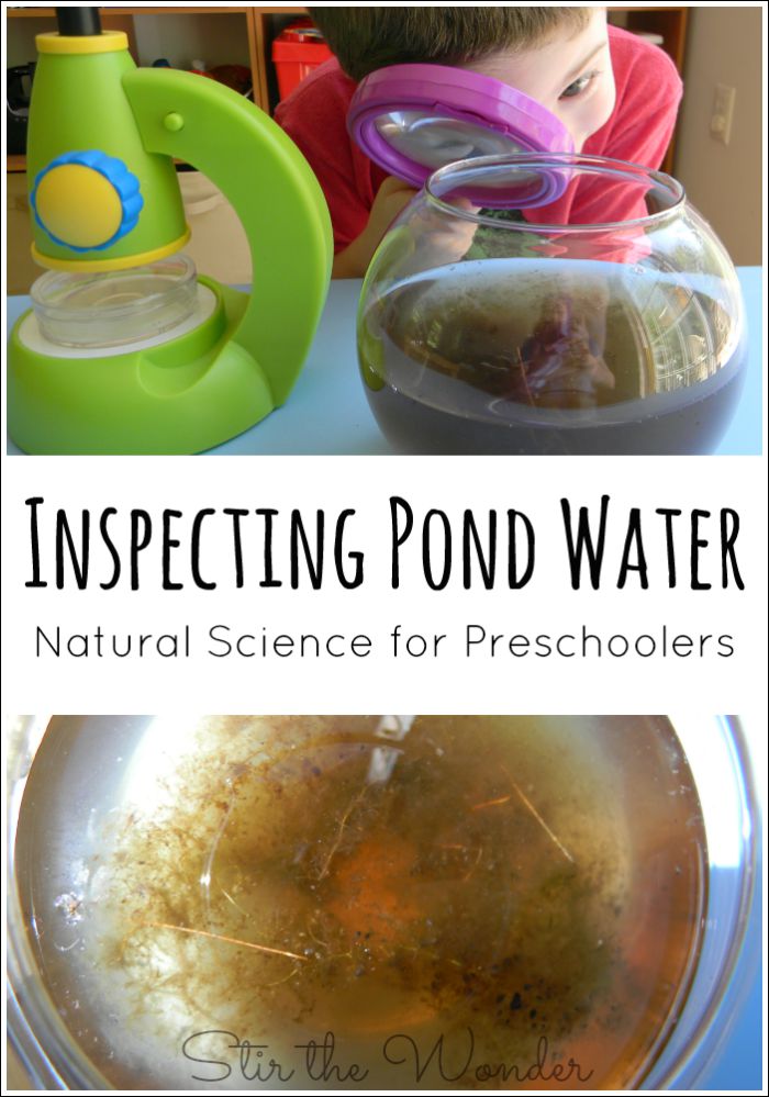 Inspecting Pond Water, Natural Science for Preschoolers