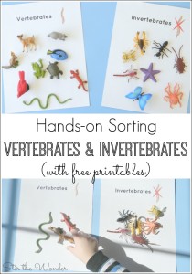 Kids will have fun sorting animals by vertebrates or invertebrates with this free printable!