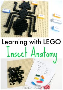 Learning with LEGO Insect Anatomy