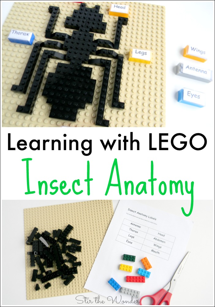 LEGO Insect Anatomy