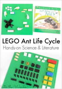 Kids will love learning about the ant life cycle with LEGO bricks!